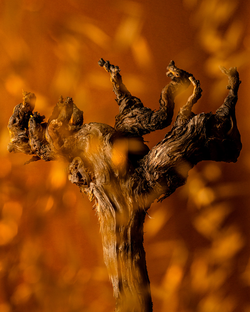 The gnarled wood of a more than 50 year old vine is framed by a rusty orange background, with golden grass blurred in the foreground.
