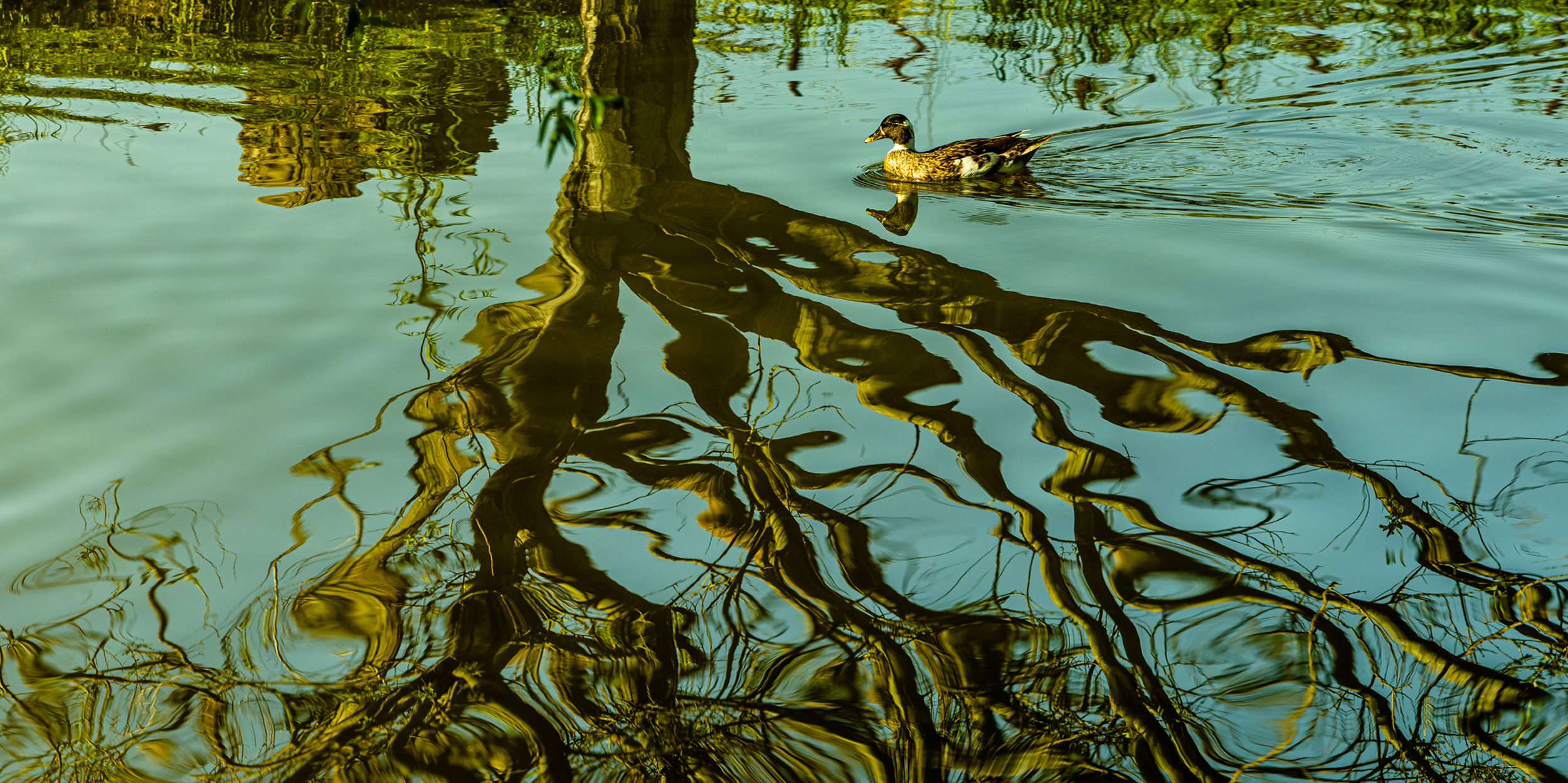 A domestic duck glides across the water of a pond situated in a Grgich Hills vineyard. The reflection of a towering tree undulates in the ripples.