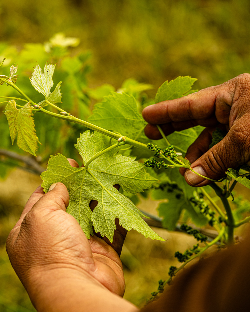 Close-up on hands holding a young grapevine delicately. The grapes are just beginning to form, indicating the start of grapegrowing season.