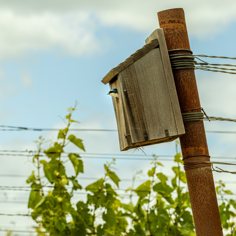 A tree swallow peeking out of it's home - a wooden birdbox affixed to the end of a regeneratively-farmed vineyard row in Napa Valley.