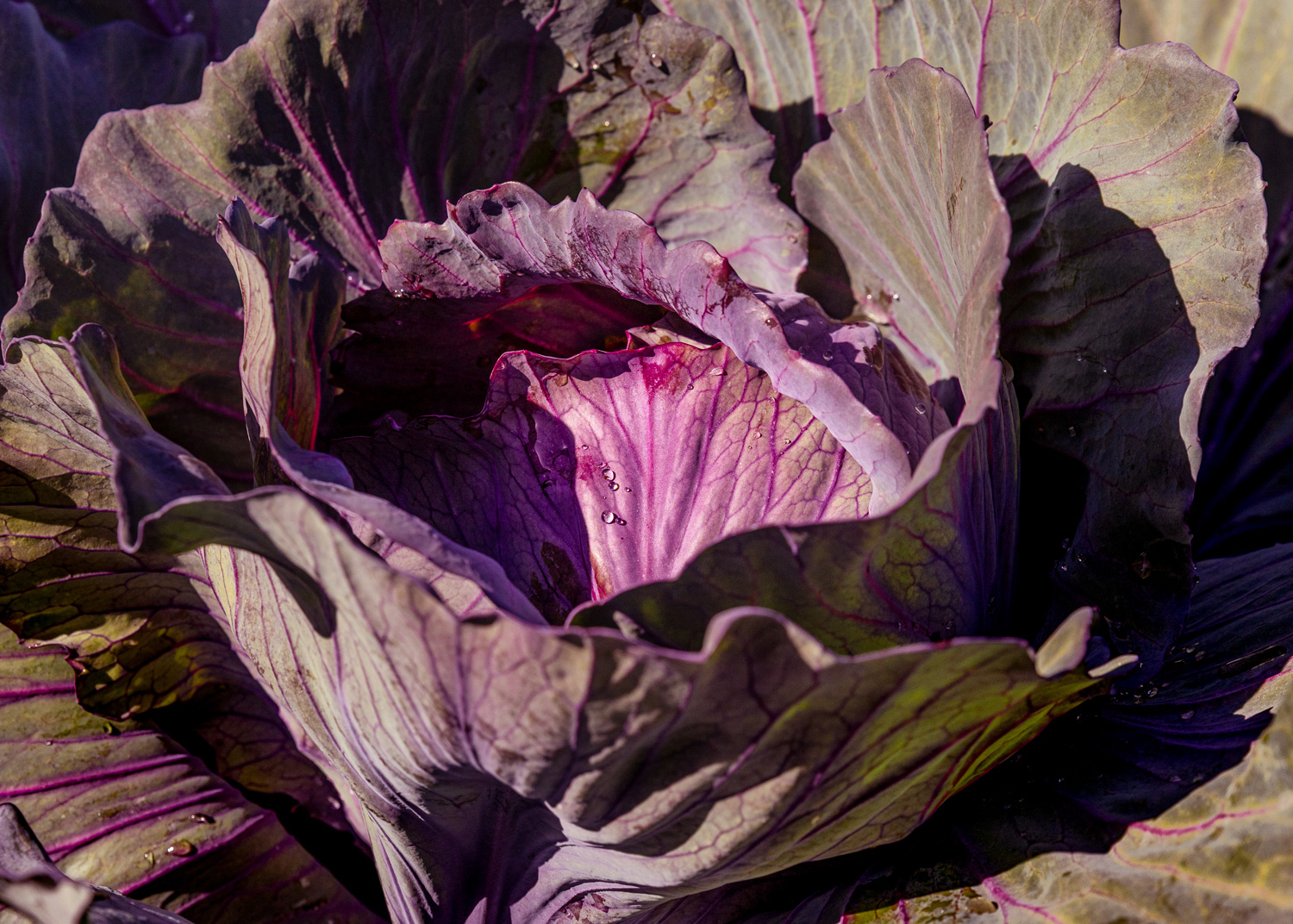 Sustainably-grown purple cabbage thriving in one of the employee gardens on the Grgich Hills Estate property.
