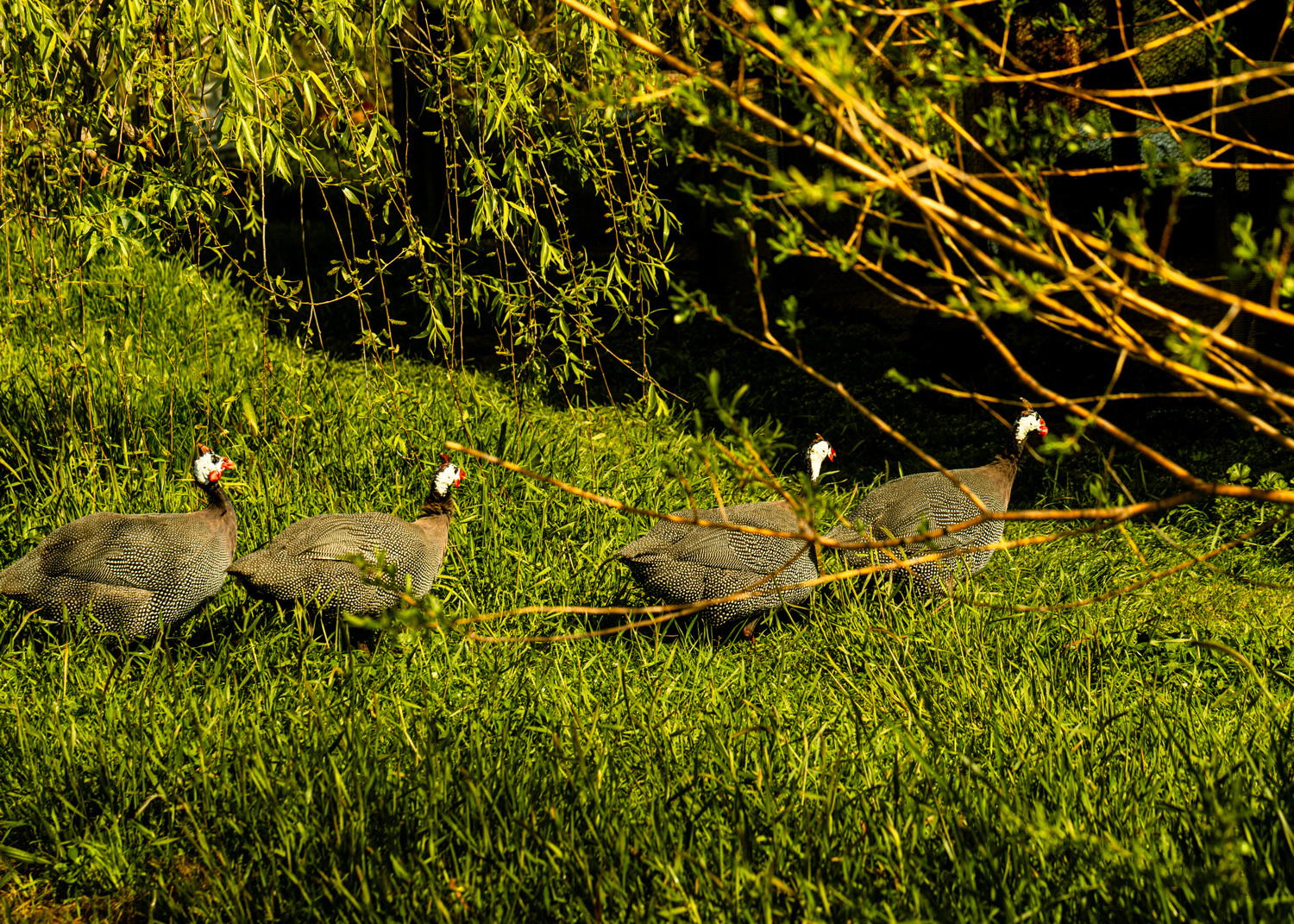 A flock of guinea fowl seek shelter in the shade of weeping willows growing in a Grgich Hills Estate vineyard.