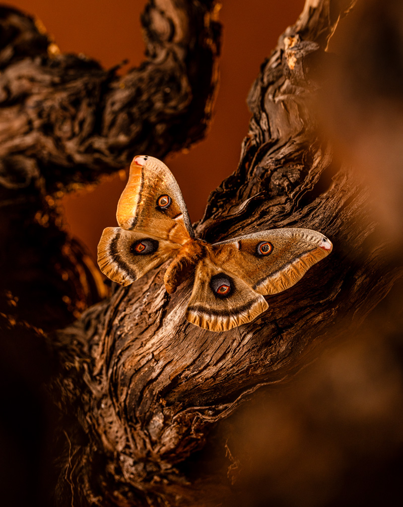 A Ceanothus silkmoth, native to California, landed on the gnarled, woody twists of an old vine of Cabernet Sauvignon.