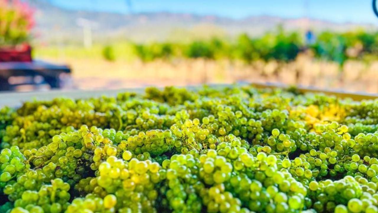 Bin of Sauvignon Blanc Grapes, freshly harvested and ready to be crushed and made into wine