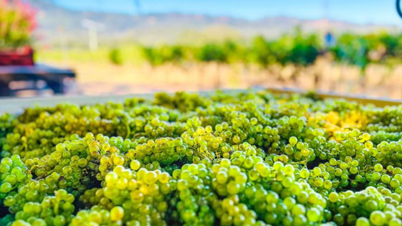 Bin of Sauvignon Blanc Grapes, freshly harvested and ready to be crushed and made into wine